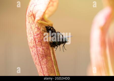 Spinnenjagd Fliege für eine Mahlzeit. Raubspinne, die Beute fängt, Zyklus von Leben und Tod. Stockfoto