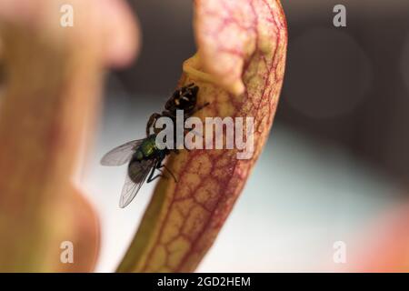 Springende Spinne, die Hausfliege frisst, Makrowanzen. Stockfoto