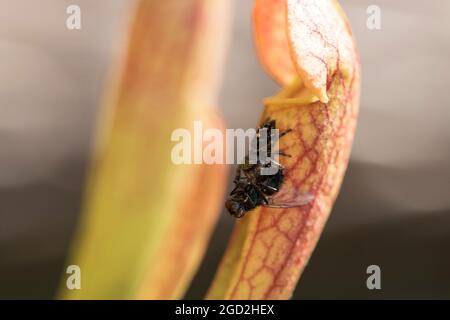 Springende Spinne mit Fliege. Raubtier- und Beutezyklus des Lebens in der Insektenwelt. Stockfoto