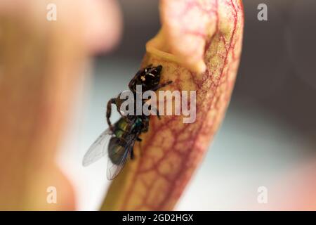 Spinne essen Fliege aus nächster Nähe. Spinnenjagd Hausfliege. Stockfoto