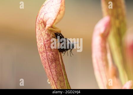 Spinne essen Fliege aus nächster Nähe. Kleine Arachnid springende Spinne, die Hausfliege frisst. Stockfoto