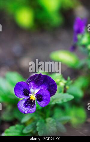 Blumen und Knospen der Viola tricolor nach Regen auf dem Hintergrund eines Blumenbeete. Stockfoto