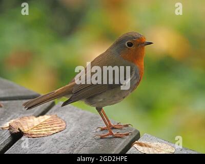 Der Favorit der britischen Nation - Robin oder Europäischer Rotkehlchen (Erithacus rubecula), der am Rand des Picknicktisches im RSPB Leighton Moss NR Lancashire, England, Großbritannien, thront Stockfoto