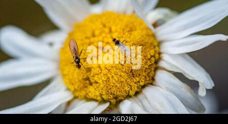 Nahaufnahme von Makroaufnahmen der Ischiarienfliege auf Wildblumen. Ischiiden Fliegen. Pilzmücken. Sciaridae Stockfoto