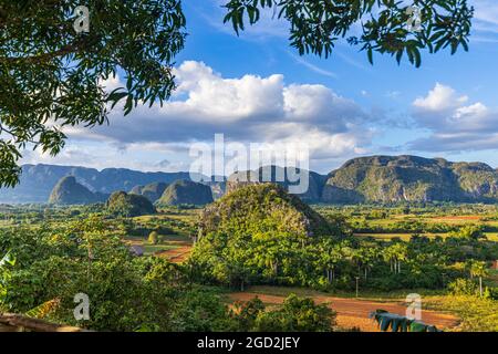 Blick auf Felder, Mogoten und Palmen im Vinales-Tal, Kuba Stockfoto