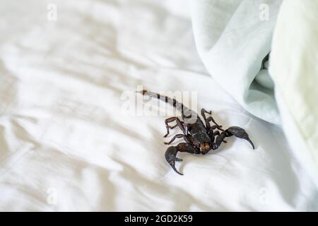 Nahaufnahme des Kaiserskorpions, Pandinus Imperator auf einem weißen Tuch. Stockfoto