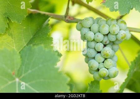 Reife weiße Trauben im Garten. Grüne Trauben wachsen auf den Rebstöcken. Stockfoto