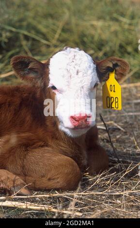 Nahaufnahme eines gesunden Kalbes mit gelber Ohrkennzeichnung Stockfoto