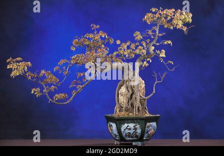 Dieser dreizackige Ahorn, Acer buergerianum, ist Teil der Penjing-Sammlung im National Bonsai and Penjing Museum und hat seine Wurzeln, die über einem Felsen wachsen und sein Laub und seine Stiele in Drachenform getrimmt sind. Stockfoto