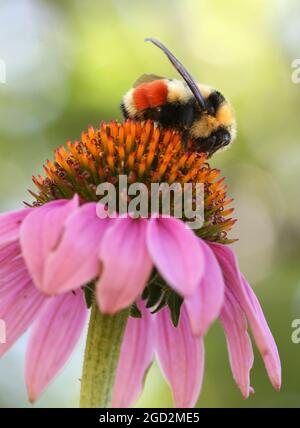 Nahaufnahme einer Hummelbiene, Bombus huntii, die im intermountain West beheimatet ist. Ca. Vor August 2011 Stockfoto