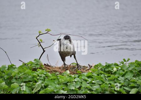 Coot im Bushy Park Stockfoto