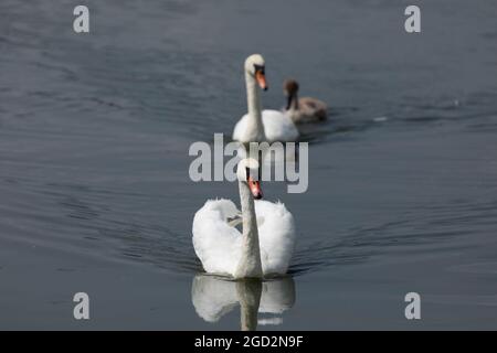 Zwei Erwachsene stumme Schwäne (Cygnus olor) schwimmen mit einem Cygnet am Llangorse Lake, Pembrokeshire, Wales, Großbritannien. Stockfoto