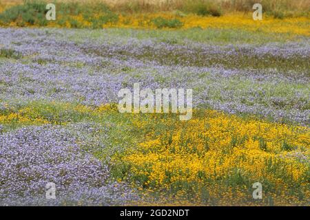 Downingia (Downingia-Arten) und Butter-und-Eier (Triphysaria eriantha) Wildblumen in einem Frühlingspool im Sacramento National Wildlife Refuge Ca. 5 Mai 2017 Stockfoto