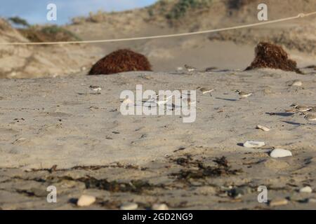 GOLETA, Kalifornien (Jan 19, 2017) westliche Schneepfeifer laufen am Sands Beach im Coal Oil Point Reserve auf dem Campus der University of California Santa Barbara über den Strand. Die Pazifikküstenpopulation des verschneiten Westernpflover ist an der Westküste Nordamerikas von Washington bis Baja California, Mexiko, beheimatet. Die kleinen Vögel, die oft nicht mehr als 6 Zoll lang und bis zu zwei Unzen schwer sind, sind seit 1993 als bedrohte Art nach dem Gesetz über gefährdete Arten geschützt. Ca. 24 2014. Februar 06:29 Stockfoto