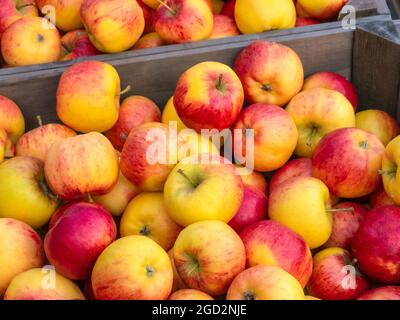 Britische Topaz-Äpfel werden auf dem Bauernmarkt im Freien in Kisten verkauft UK Malus Domestica Topaz oder Apple Topaz ist eine relativ neue Apfelsorte, die sich perfekt für britische Gärten eignet, die krankheitsbeständig und winterhart sind, Dieser spät reifende Apfel wird bis zum frühen Frühjahr gut lagern der in den 1990er Jahren in der Tschechischen Republik entwickelte Malus Domestica Topaz ist ein ausgezeichneter Allround-Dessertapfel Stockfoto