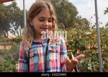Monarch Butterfly Tagging Event ca. 18. Oktober 2016 Stockfoto