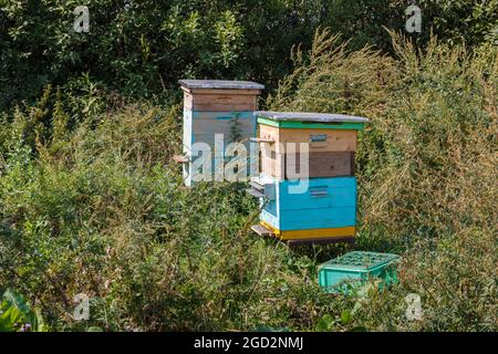 Zwei Bienenstöcke stehen im Gras auf der Wiese. Bienenstöcke im Sommer. Wildblumenwiese Stockfoto