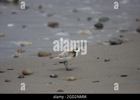 GOLETA, Kalifornien (26. Mai 2015) EINE verschneite Western-Beute am Sands Beach im Coal Oil Point Reserve auf dem Campus der University of California in Santa Barbara Stockfoto