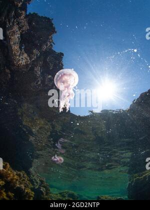 Leuchtende Quallen (Pelagia noctiluca) im Mittelmeer, Menorca, Spanien Stockfoto