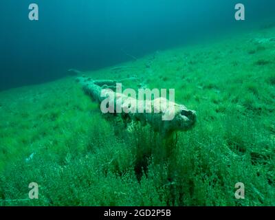 Baumstämme unter Wasser überwuchert mit Süßwasseralgen, gute Sicht in einem Bergsee, Tirol, Österreich Stockfoto