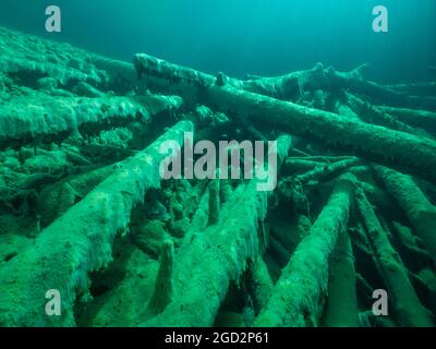 Baumstämme unter Wasser überwuchert mit Süßwasseralgen, gute Sicht in einem Bergsee, Tirol, Österreich Stockfoto