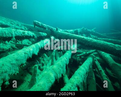 Baumstämme unter Wasser überwuchert mit Süßwasseralgen, gute Sicht in einem Bergsee, Tirol, Österreich Stockfoto