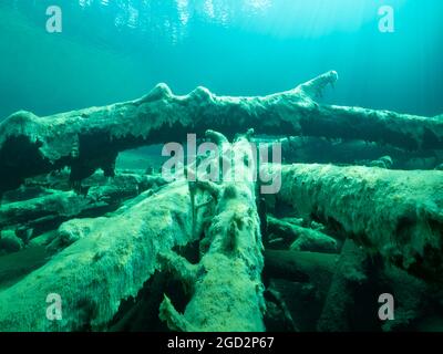 Baumstämme unter Wasser überwuchert mit Süßwasseralgen, gute Sicht in einem Bergsee, Tirol, Österreich Stockfoto