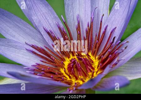 Auftauchende Vegetation Calgary Zoo Alberta Stockfoto