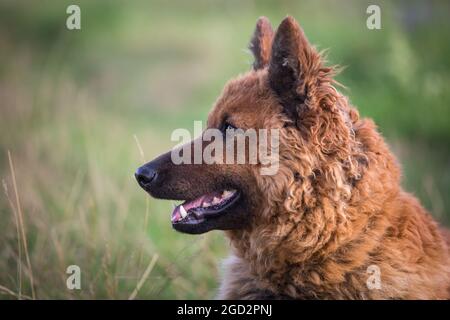 Westerwälder Kuhhund, alte Deutsche Schäferhund Stockfoto