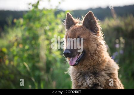 Westerwälder Kuhhund, alte Deutsche Schäferhund Stockfoto