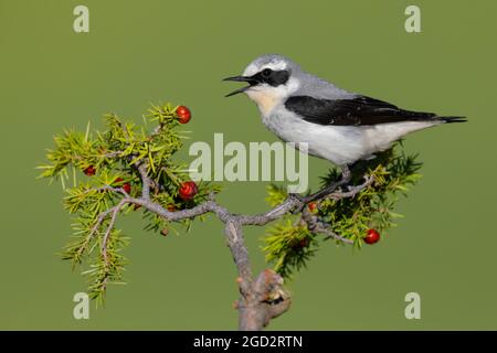 Northern Wheatear (Oenanthe oenanthe), Seitenansicht eines erwachsenen Mannes, der auf einem Wacholderzweig in den Abruzzen, Italien, thront Stockfoto