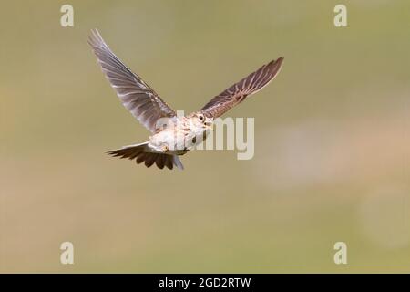 Eurasische Skylark (Alauda arvensis), Erwachsene singen im Flug, Abruzzen, Italien Stockfoto