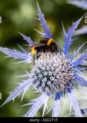 Buff tailed Hummel Arbeiter, Bombus terrestris, Fütterung auf der Garten mehrjährige Eryngium x zabelii 'Big Blue' in einem Garten in Plymouth, Großbritannien Stockfoto