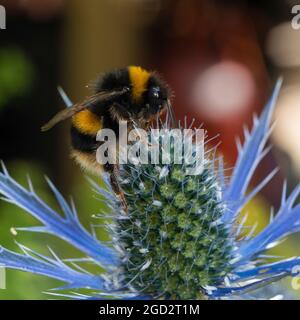 Buff tailed Hummel Arbeiter, Bombus terrestris, Fütterung auf der Garten mehrjährige Eryngium x zabelii 'Big Blue' in einem Garten in Plymouth, Großbritannien Stockfoto