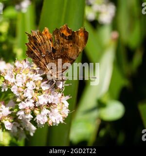 Komma-Schmetterling, Polygonia c-Album, Fütterung der Sommerblumen des mehrjährigen Krauts, Origanum vulgare 'Aurea', goldener Majoran Stockfoto