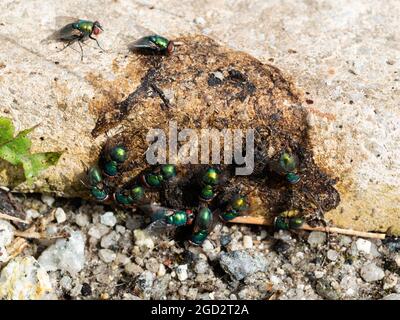 Schwarm von gewöhnlichen grünen Flaschenfliegen, Lucilia sericata, auf Kot des Heines zur Fütterung und Eiablage geclustert Stockfoto