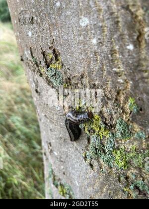 Eine Tigerschlug kriecht an einem Baum entlang Stockfoto