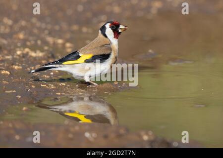 Europäischer Goldfink (Carduelis carduelis), Seitenansicht eines Erwachsenen, der in einer Pfütze steht, Abruzzen, Italien Stockfoto