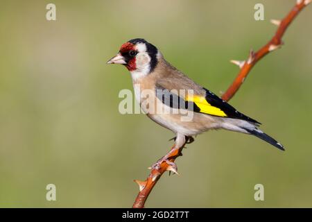 Europäischer Goldfink (Carduelis carduelis), Seitenansicht eines Erwachsenen, der auf einem Zweig thront, Abruzzen, Italien Stockfoto