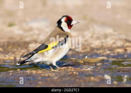 Europäischer Goldfink (Carduelis carduelis), Seitenansicht eines Erwachsenen, der in einer Pfütze steht, Abruzzen, Italien Stockfoto