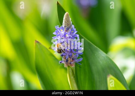 Nahaufnahme einer Bee, die Blüten auf einer Pfickerelkrautpflanze (Pontederia cordata) bestäubt Stockfoto