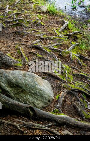 Baumwurzeln über dem Boden und Felsen am Ufer eines Sees ausgesetzt Stockfoto