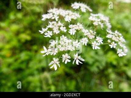 Nahaufnahme der weißen Blüten von Hogweed (Heracleum sphondylium), mit einem kleinen schwarzen Insekt, das auf den Blumen im Vordergrund kriecht Stockfoto