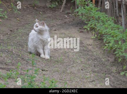 Eine weiße Katze sitzt im Garten und schaut sich um Stockfoto