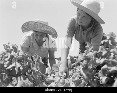 Die vintage Saison Zikh" Ron Ya'aqov, 24. Juli 1939. Zwei Mädchen Picker (Schließen) Stockfoto