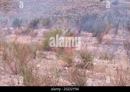 Brennender Busch bei kontrolliertem Brand durch die Miramar Feuerwehr Stockfoto