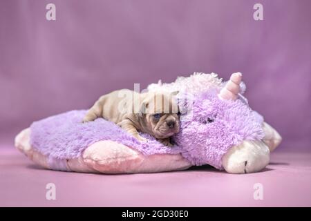 Kleiner französischer Bulldog-Welpe, der auf einem flauschigen violetten Plüsch-Einhorn liegt Stockfoto