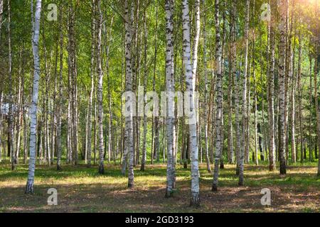 Im Spätsommer bricht Sonnenlicht durch die Bäume Stockfoto