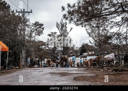 BAGUIO, PHILIPPINEN - 19. Dez 2017: Eine Gruppe von Pferden und Reitern in Baguio City, Philippinen Stockfoto