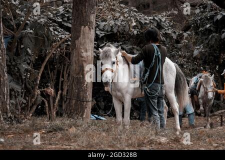 BAGUIO, PHILIPPINEN - 19. Dez 2017: Ein weißes Pferd und Reiter in Baguio City, Philippinen Stockfoto